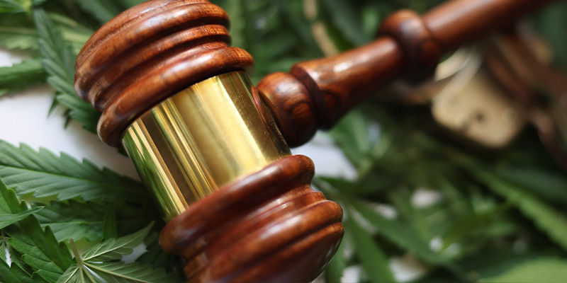 Onko kannabiksen kasvattaminen omassa puutarhassa laillista? Onko kannabiksen kasvattaminen omassa puutarhassa laillista?