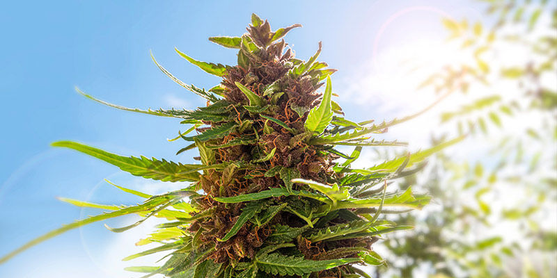 Miksi kasvattaa kannabista puutarhassasi? Miksi kasvattaa kannabista puutarhassasi?