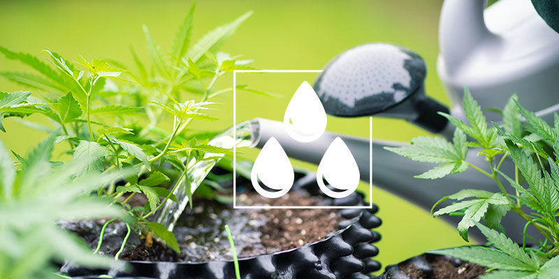Kannabiksen huuhtelu: mit&auml; sinun on hyv&auml; tiet&auml;&auml;