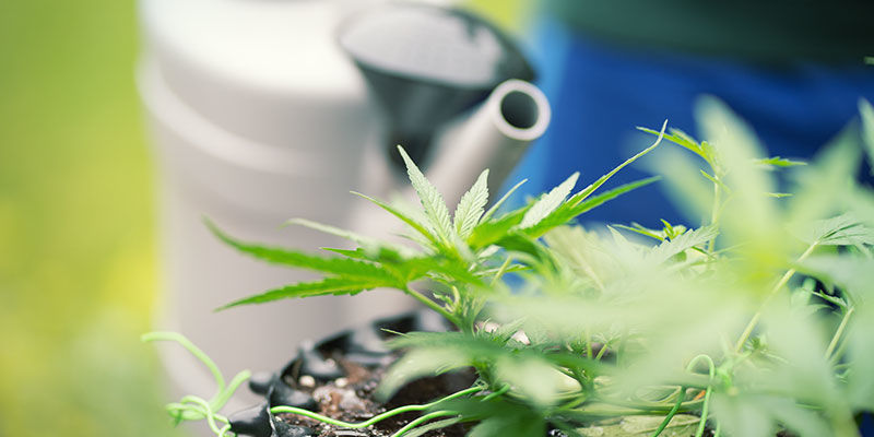 Kuinka huuhdella kannabiskasvit
