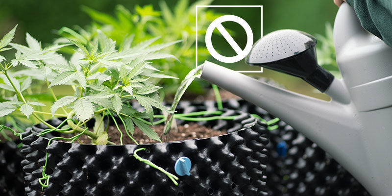 Milloin kannabista ei kannata huuhdella?