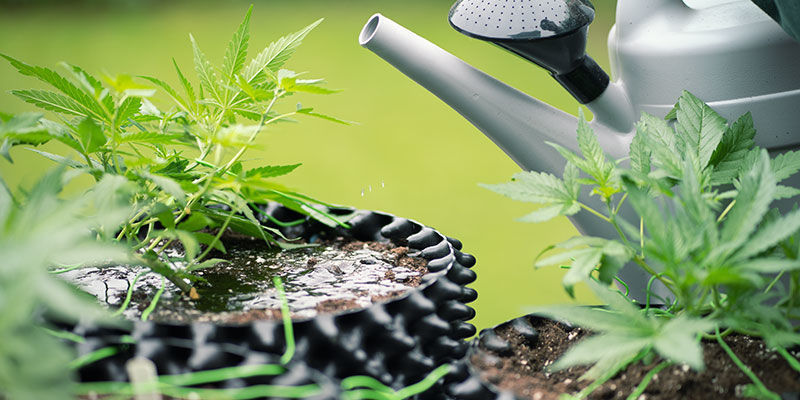 Miksi kannabiskasvit huuhdellaan?