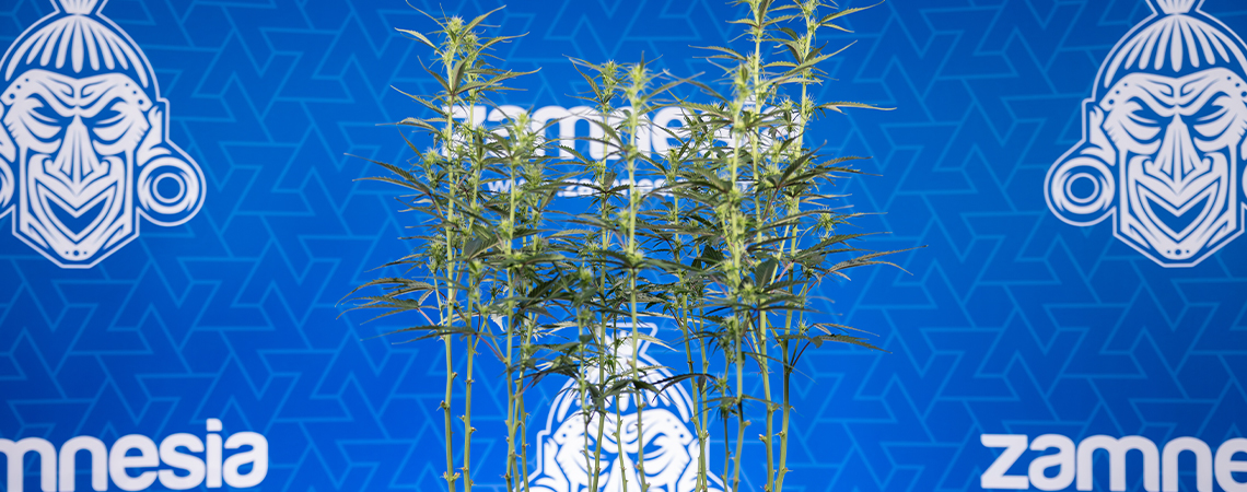 Kannabiksen defoliaatio: kaikki mitä sinun tarvitsee tietää Kannabiksen defoliaatio: kaikki mitä sinun tarvitsee tietää