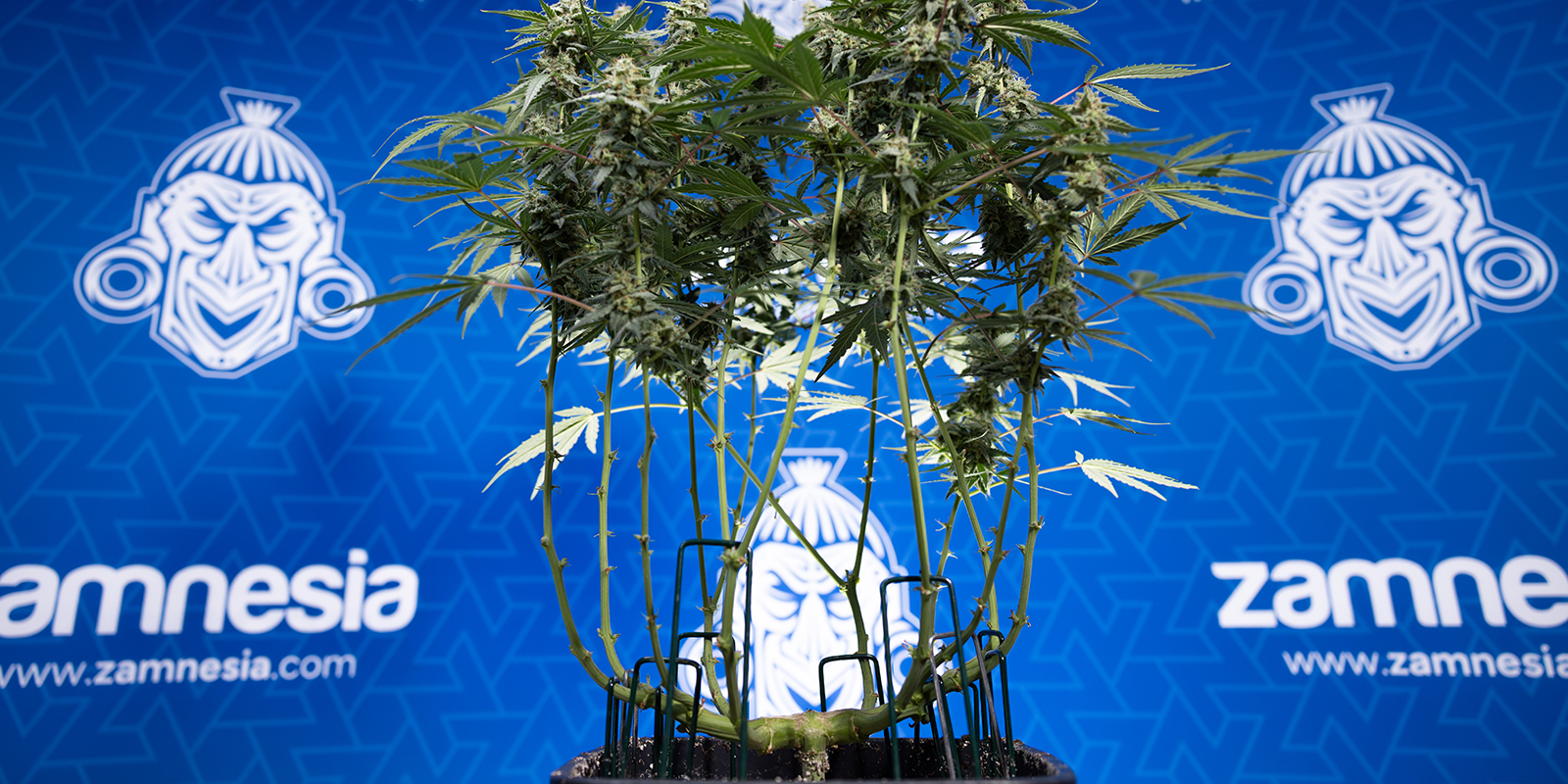 Autoflower-kasvien lehtien poisto: erityishuomiot Autoflower-kasvien lehtien poisto: erityishuomiot