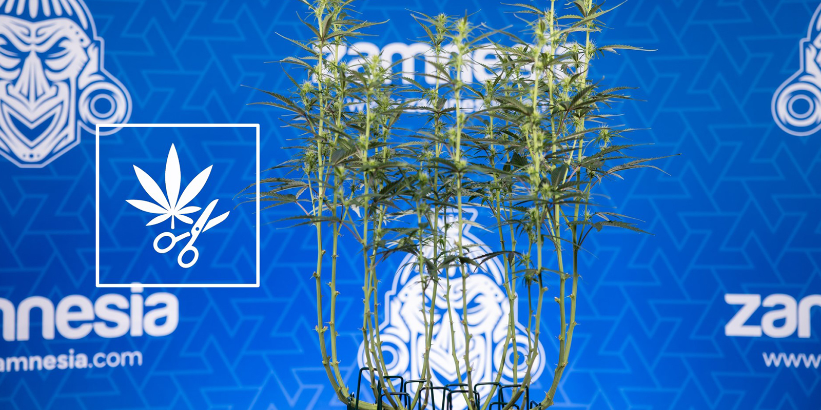Kuinka poistaa lehti&auml; kannabiskasveista (vaihe vaiheelta)