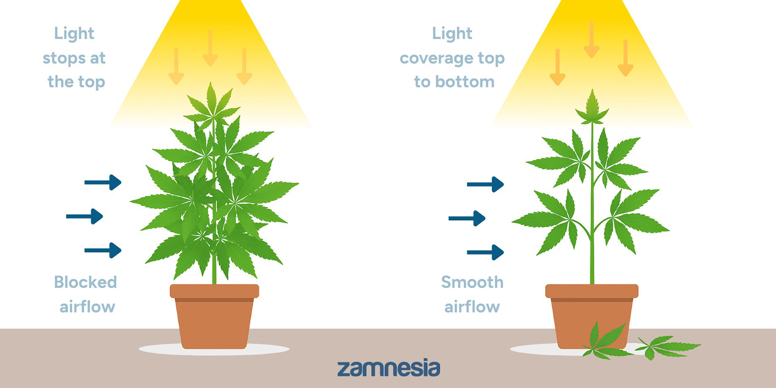 Miksi kannabis kannattaa defolioida?