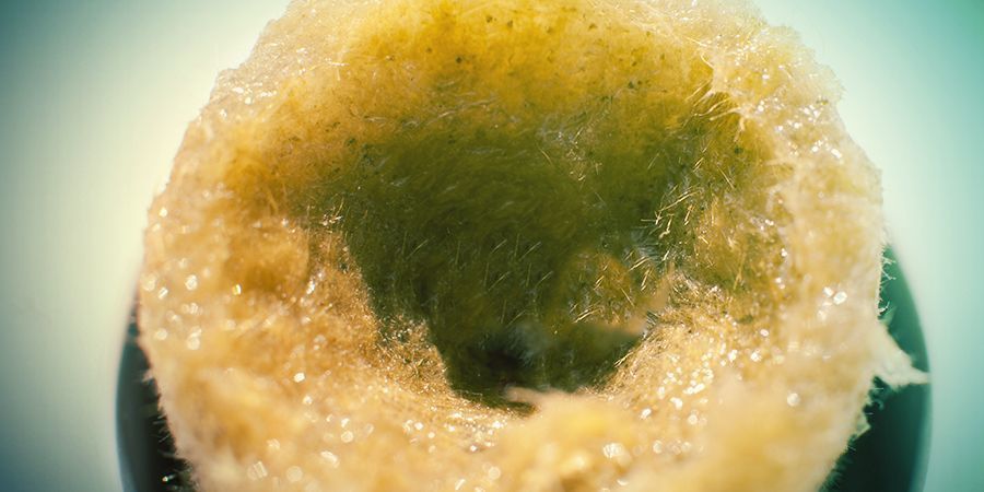 Kannabiksen kasvatus kivivillassa: valmistelu Kannabiksen kasvatus kivivillassa: valmistelu