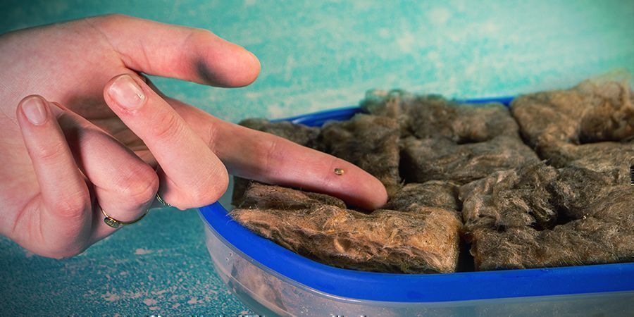 Kannabiksen kasvatus kivivillassa: IDÄTYS