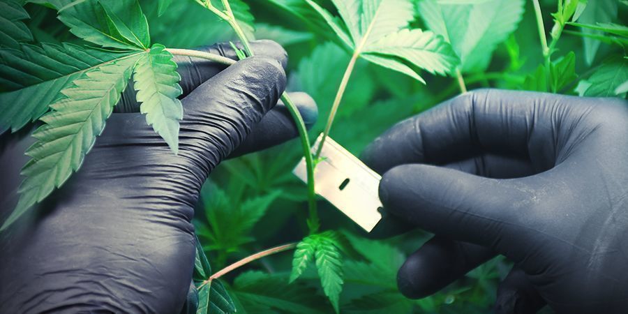 Kannabiksen kasvatus kivivillassa: kloonaus ja pistokkaiden juurrutus Kannabiksen kasvatus kivivillassa: kloonaus ja pistokkaiden juurrutus
