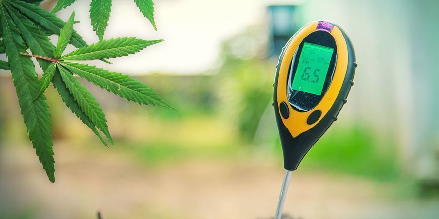 Kannabiksen kasvatus kivivillassa: vegetatiivinen vaihe