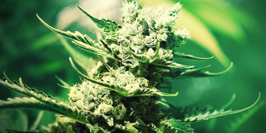 Kannabiksen kasvatus kivivillassa: KUKINTA