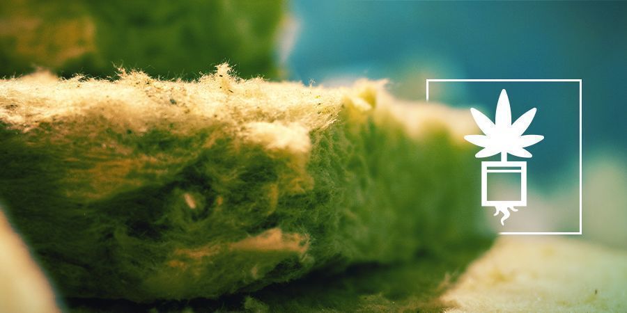 Kannabiksen kasvatus kivivillassa KANNABIKSEN KASVATUS KIVIVILLASSA