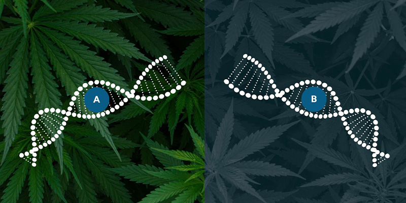 Ruderalis autoflower-jalostuksessa Ruderalis in autoflowering breeding