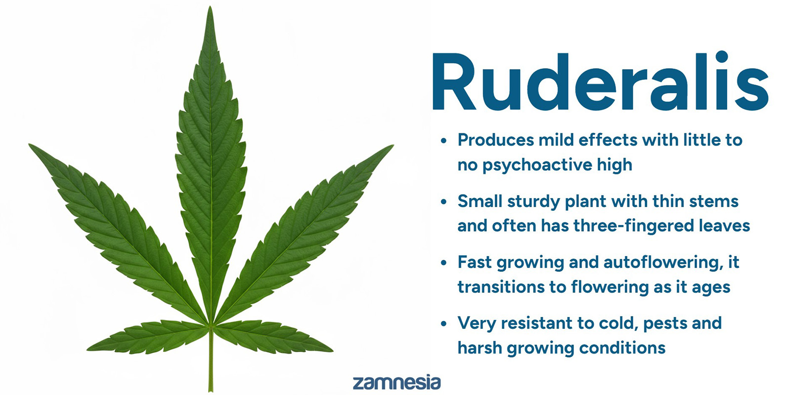 Kannabis ruderaliksen alkuper&auml;