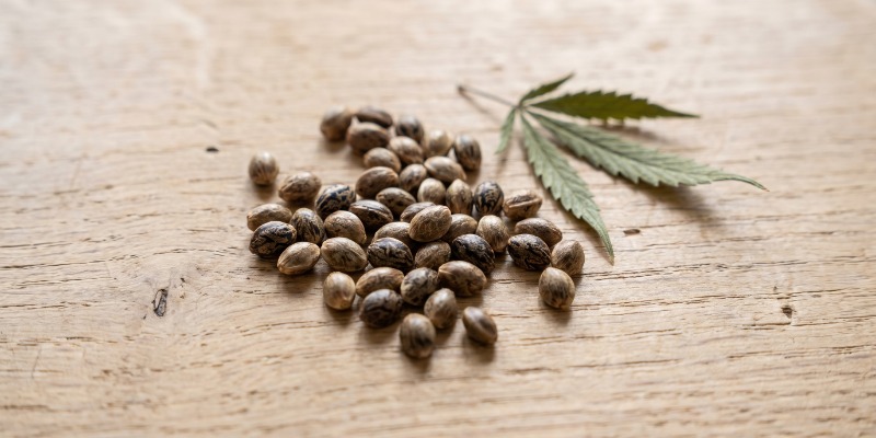 Mit&auml; ovat feminisoidut kannabiksen siemenet?