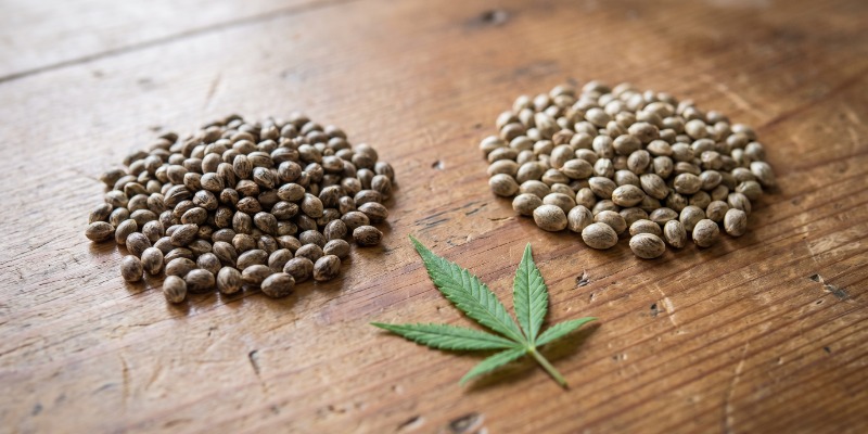 Ovatko feminisoidut kannabiksen siemenet sama asia kuin valokausisiemenet?