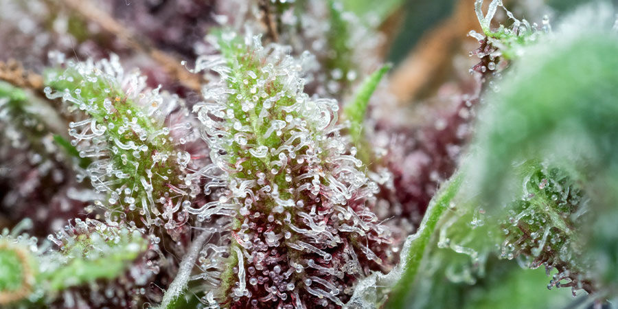 Mitä on tetrahydrokannabivariini (THCV)? Mitä on tetrahydrokannabivariini (THCV)?