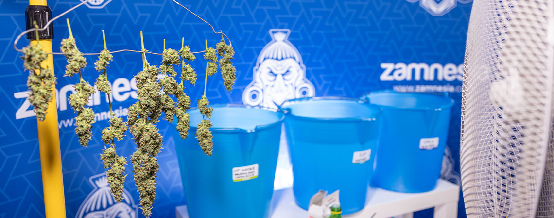 Bud washing: Mikä se on ja miksi se kannattaa tehdä? Bud washing: Mikä se on ja miksi se kannattaa tehdä?