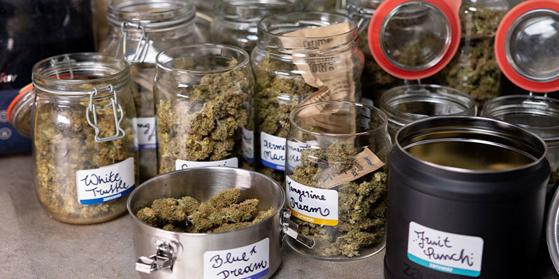 Kannabiksen kukkien pesu: kyllä vai ei? Kannabiksen kukkien pesu: kyllä vai ei?