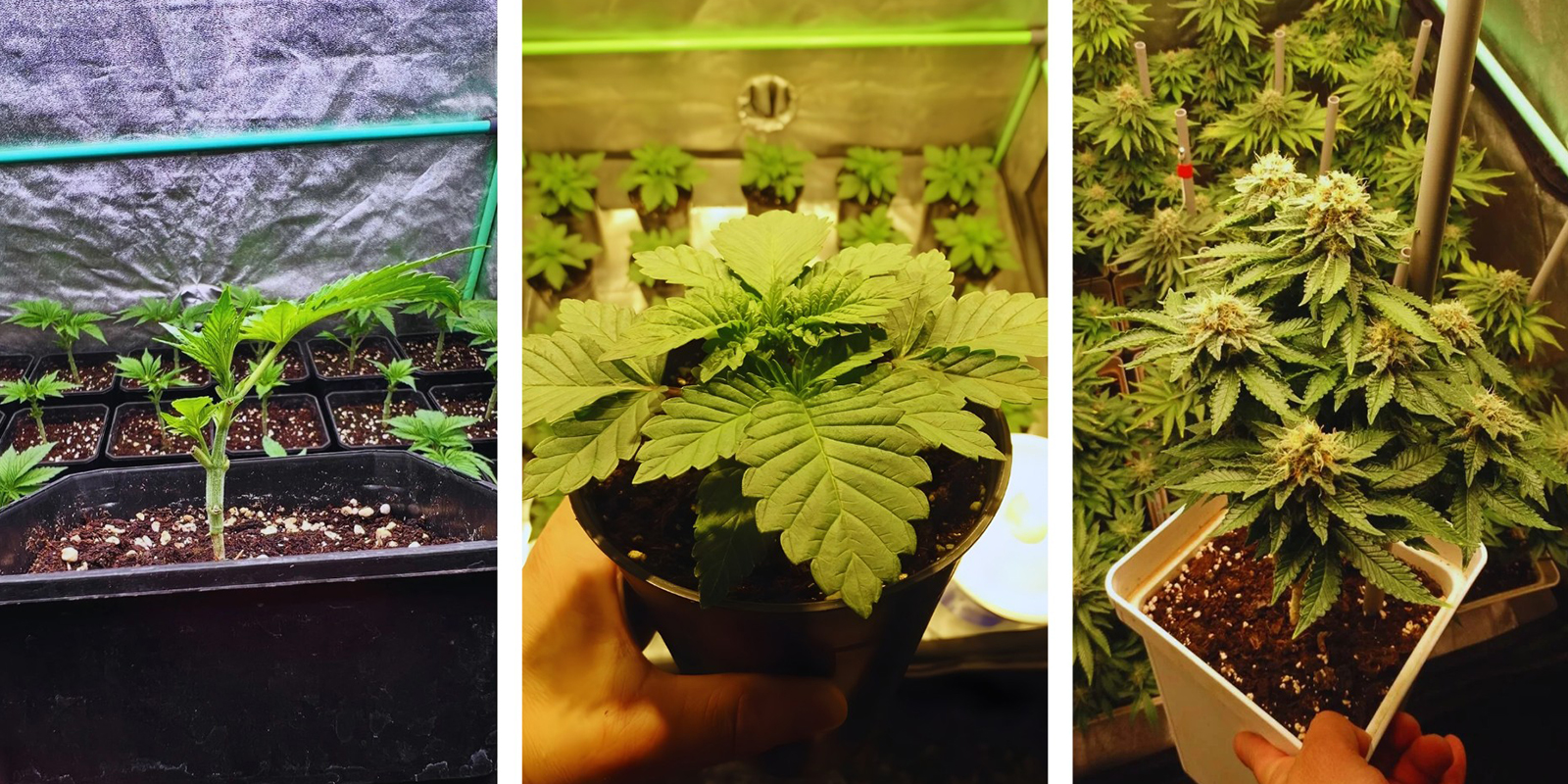 Oikean SOG-tyylin valinta: pistokkaat vs siemenet vs autoflower