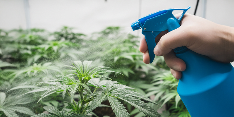 Kuinka päästä eroon ripsiäisistä kannabiskasveissa Kuinka päästä eroon ripsiäisistä kannabiskasveissa