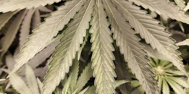 Kuinka ehkäistä ripsiäiset kannabiksessa Kuinka ehkäistä ripsiäiset kannabiksessa