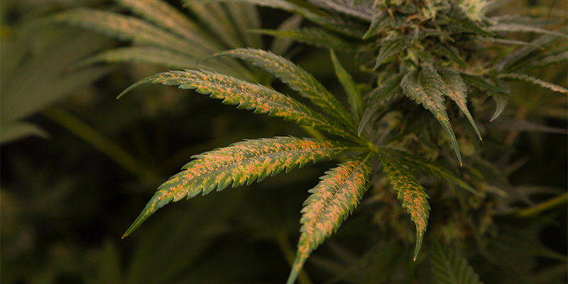 Ripsiäiset kannabiksessa: onko satosi vielä turvallinen? Ripsiäiset kannabiksessa: onko satosi vielä turvallinen?