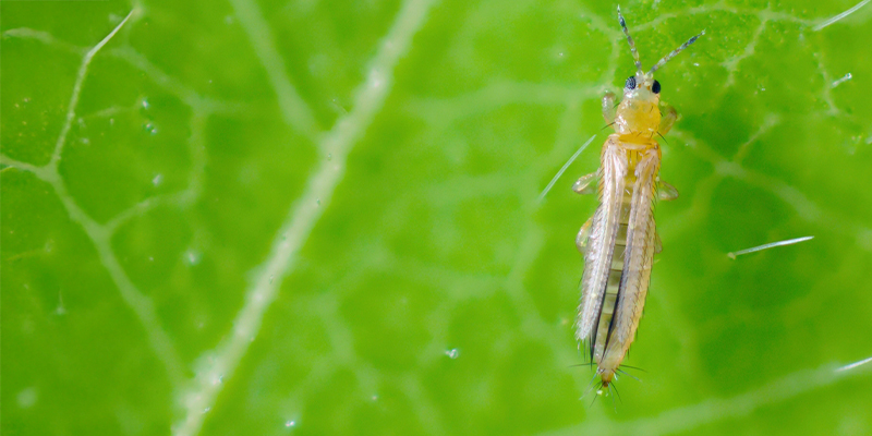 Mitä ripsiäiset ovat kannabiksessa? What are thrips on cannabis?