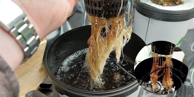 Juurimätä vesiviljelyssä Juurimätä vesiviljelyssä