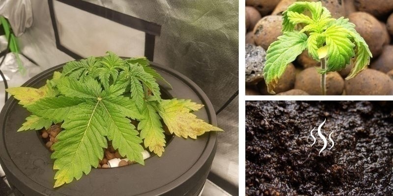 Juurimätä mullassa Root rot in soil