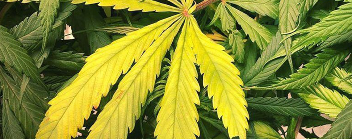 Typpivaje kannabiskasveissa Typpivaje kannabiskasveissa