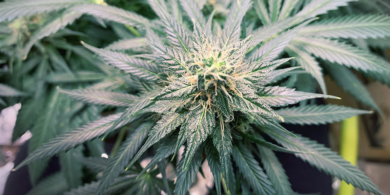 Kannabiksen typpimyrkytys: yhteenveto