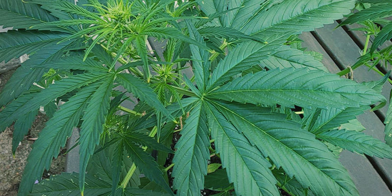Milt&auml; typpimyrkytys n&auml;ytt&auml;&auml; kannabiskasveissa