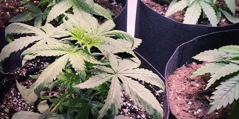 Milt&auml; typpimyrkytys n&auml;ytt&auml;&auml; kannabiskasveissa