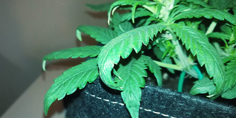 Milt&auml; typpimyrkytys n&auml;ytt&auml;&auml; kannabiskasveissa