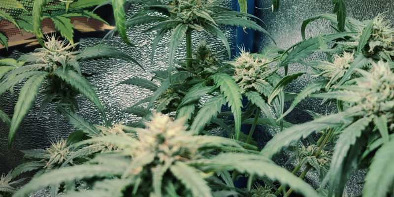 Milt&auml; typpimyrkytys n&auml;ytt&auml;&auml; kannabiskasveissa
