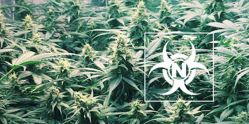 Typpimyrkytys kannabiskasveissa