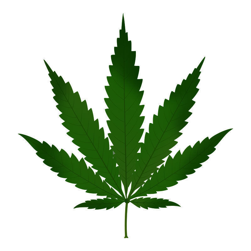 Typpitoksisuus kannabiskasveissa: typpitoksisuuden alkuvaihe
