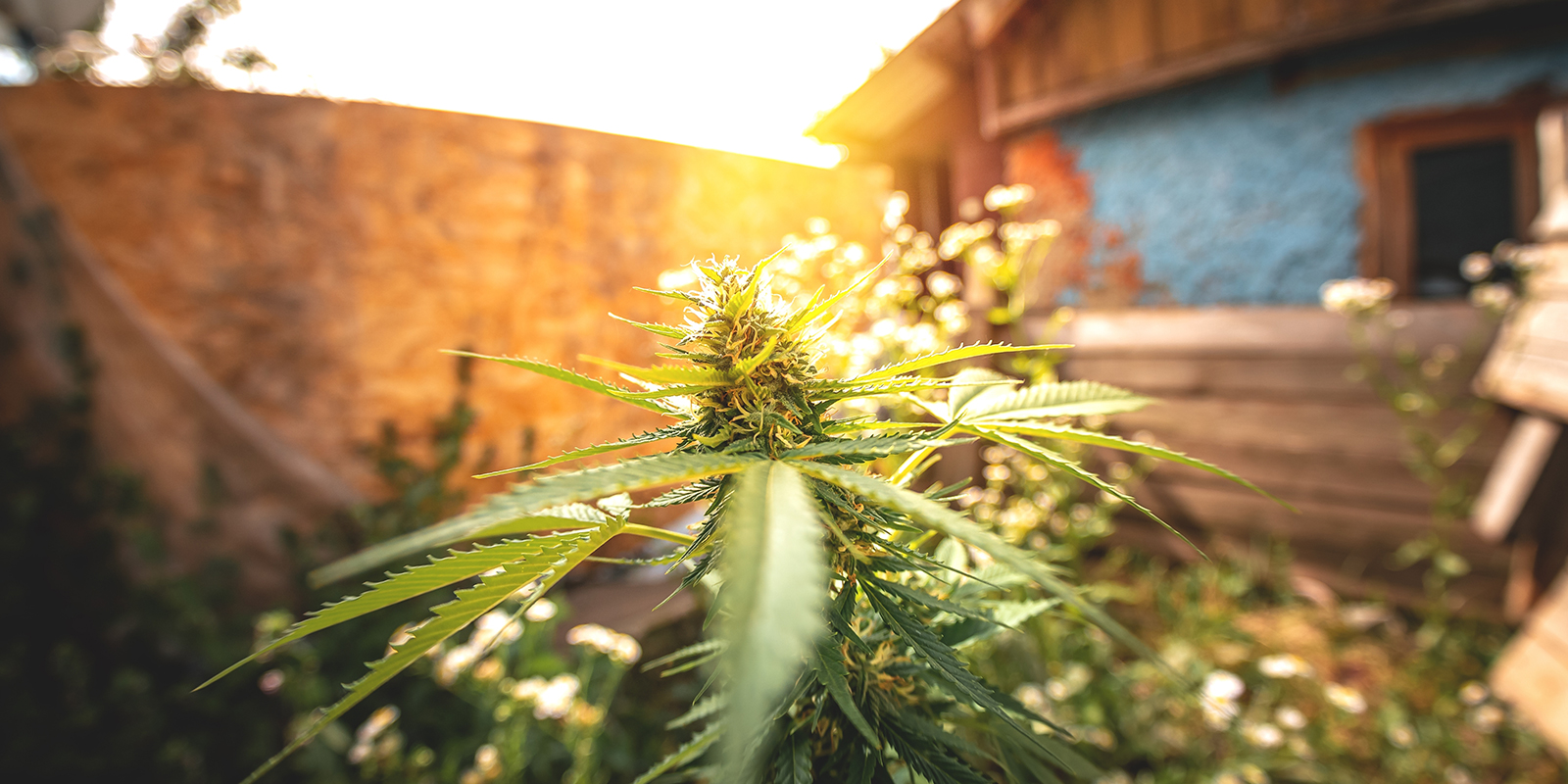 Miten varmistat autoflower-kasveille optimaalisen valon ulkona? Miten varmistat autoflower-kasveille optimaalisen valon ulkona?