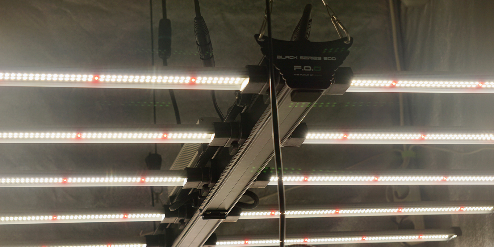 Autoflowerin optimoidun valaistuksen merkitys Autoflowerin optimoidun valaistuksen merkitys