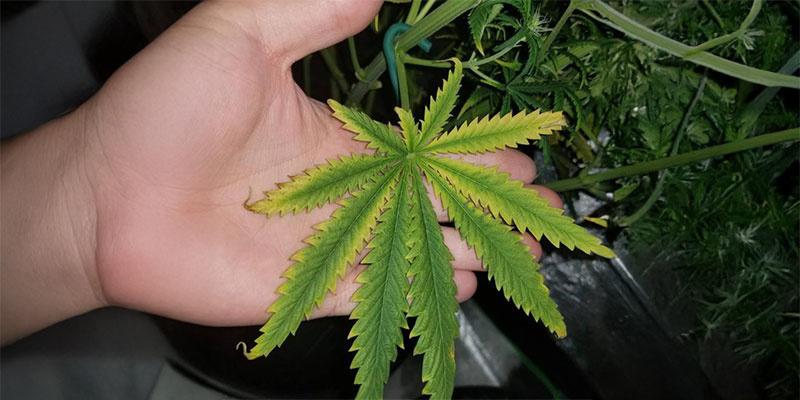 3. Ruskeat täplät ja lehtien käpristyminen 3. Brown spots and leaf curling