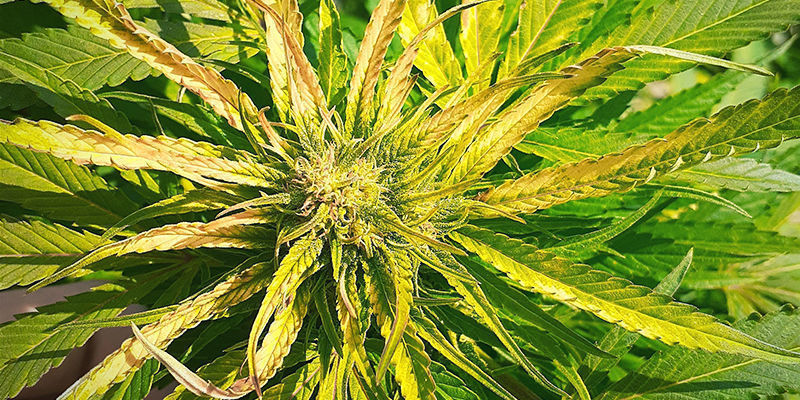 Milt&auml; rikin puutos n&auml;ytt&auml;&auml; kannabiskasvissa