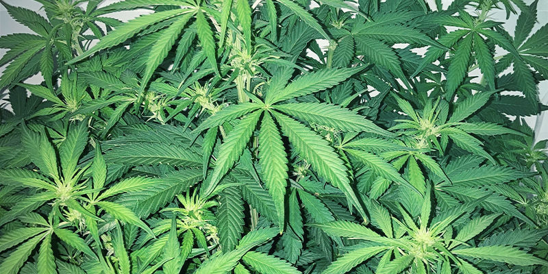 Milt&auml; rikin puutos n&auml;ytt&auml;&auml; kannabiskasvissa
