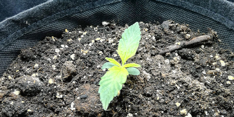 Milt&auml; rikin puutos n&auml;ytt&auml;&auml; kannabiskasvissa