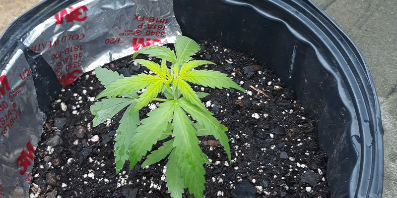 Miltä rikin puutos näyttää kannabiskasvissa