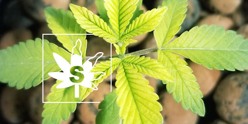 Rikin puute kannabiskasveissa Rikin puute kannabiskasveissa