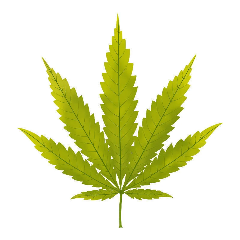 Rikin puutos kannabiskasveissa: Rikin puutoksen alku