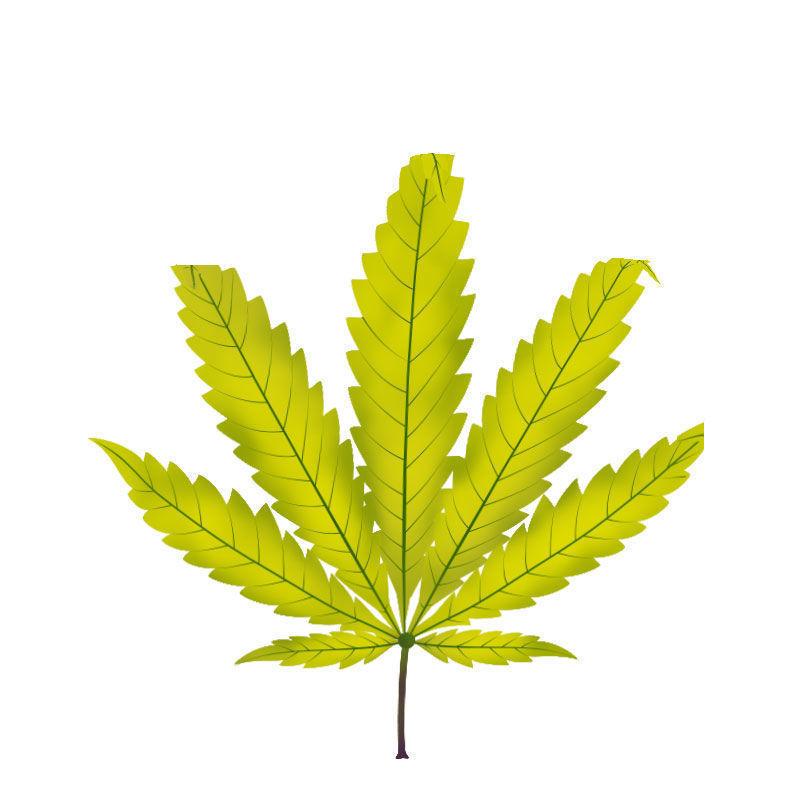 Rikin puutos kannabiskasveissa: Rikin puutoksen myöhäinen vaihe