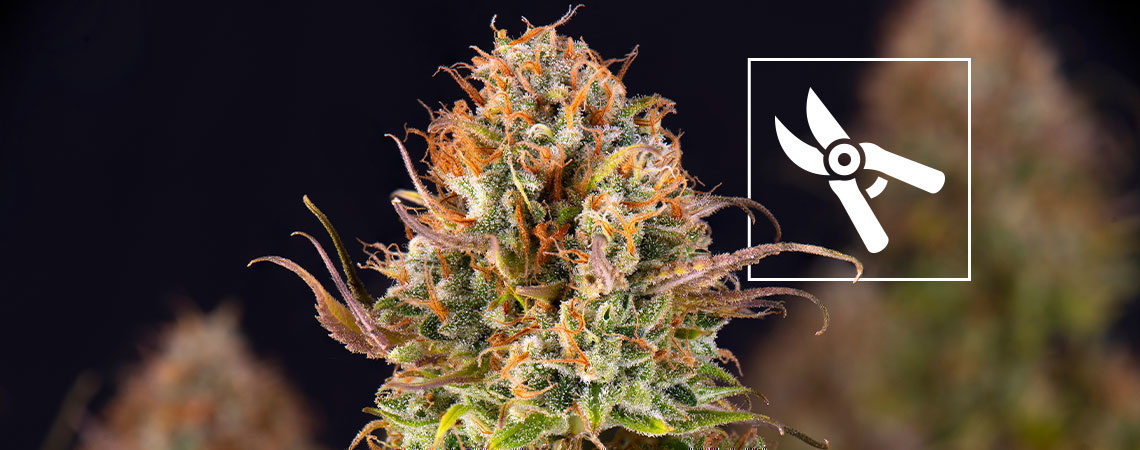 Milloin kannabiskasvit korjataan Milloin kannabiskasvit korjataan