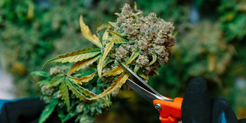 Muita tapoja tunnistaa, milloin kannabis on valmis sadonkorjuuseen Other methods to look out for when to harvest cannabis